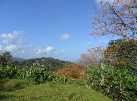 Lanse fourmi estate